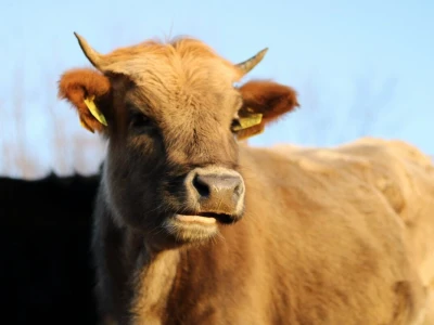 Farme buša, nubijske koze