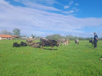 Farme buša, nubijske koze