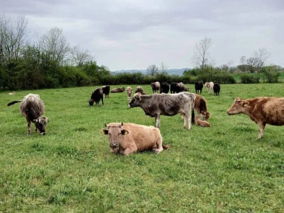 Farme buša, nubijske koze