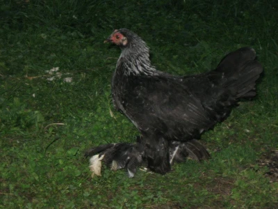 Federfist  "breza boja"