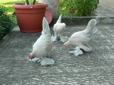 Federfisti "izabel porcelan"