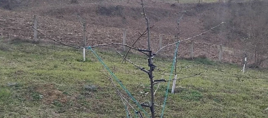 &scaron;ljiva, drvo, voćka