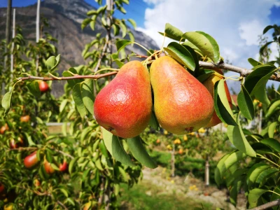Fruit Logistika 2019