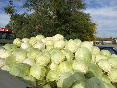 Futoški kupus