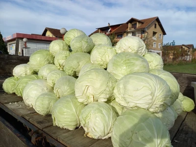 Futoški kupus
