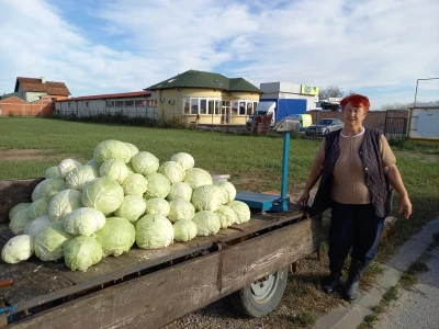 Futoški kupus