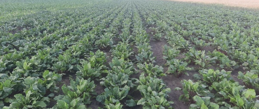 Tokom vegetacije je potrebno mnogo puta obilaziti useve