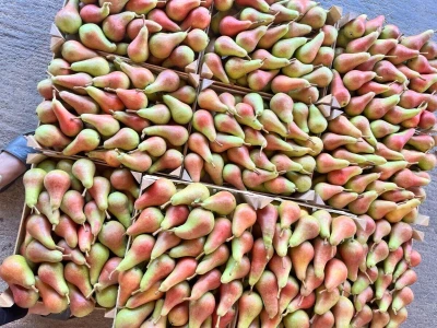Gala product