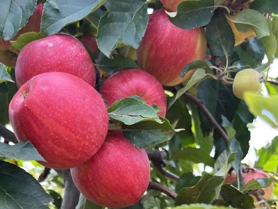 Gala product
