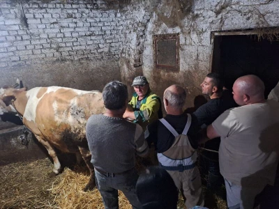Gazdinstvo Gradiše Stojanovića - teljenje krave