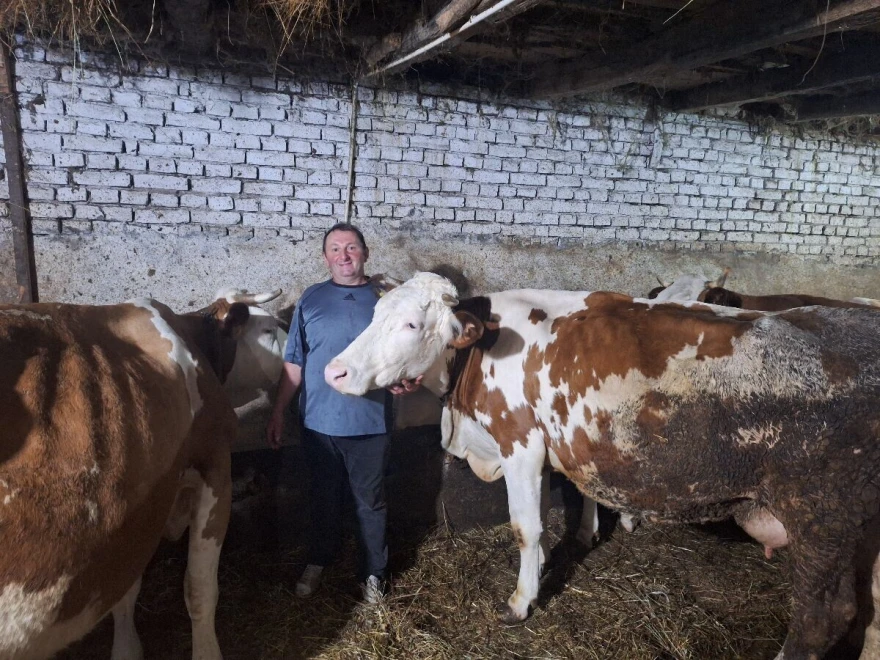 Gradi&scaron;a Stojanović sa kravama