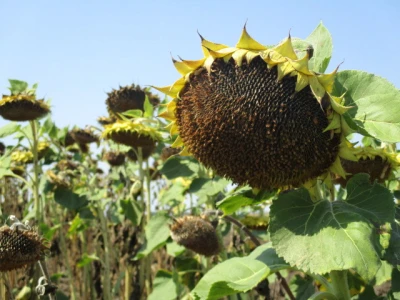 u-glavici-ima-dosta-praznih-zrna