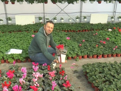 Glišići kupcima za osmi mart ponudili ciklamu i jagorčevinu, foto: M. Lazarević