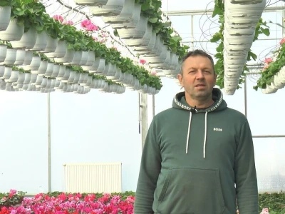Glišići kupcima za osmi mart ponudili ciklamu i jagorčevinu, foto: M. Lazarević