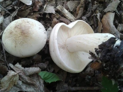Gljiva đurđevača