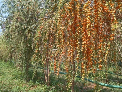 Godži bobice