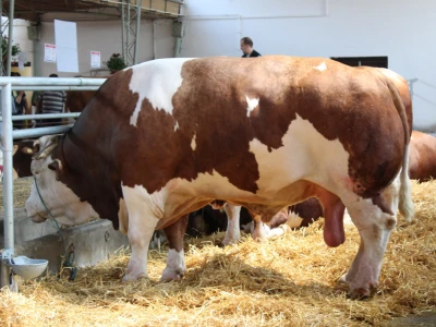 Kokan ima 1980kg
