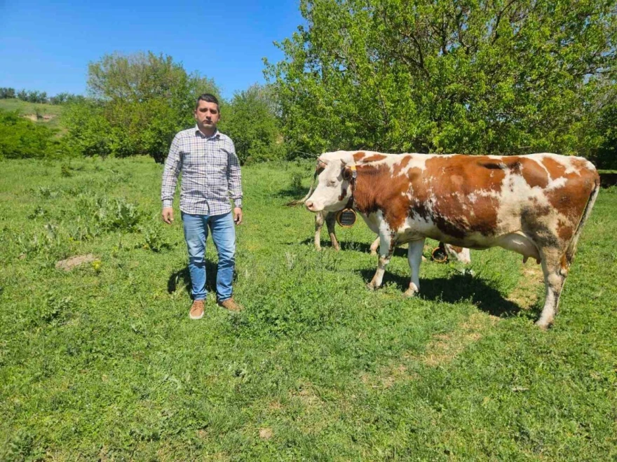 Bogdan Stojanov sa kravama