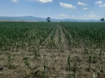 Grad u usevima, uništeni usevi u Braničevu