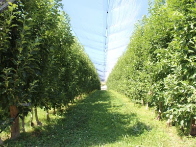 Gruža Agrar projektiranje i podizanje voćnjaka