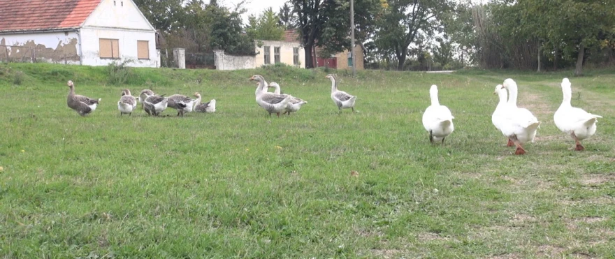 Poljoprivrednici gaje gusku zbog mesa, perja i jaja 