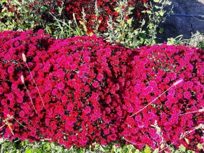 Hrizanteme