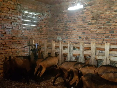 IMA LI KOZARSTVO ŠANSU U PODRINJU?