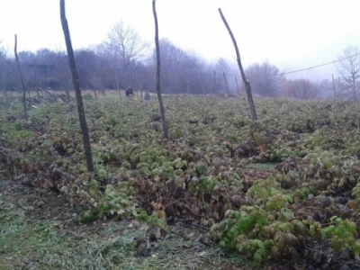 Mladi malinjak porodice Dragojlović