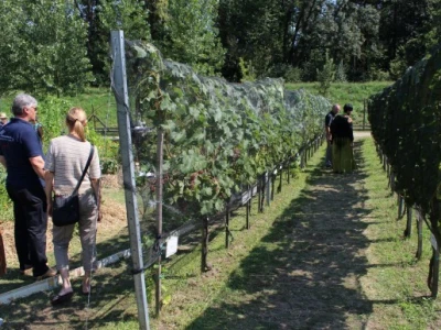 Vinogradi i pokusni zasadi