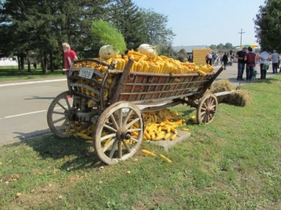 Dan polja kukuruza Instituta "Zemun polje"