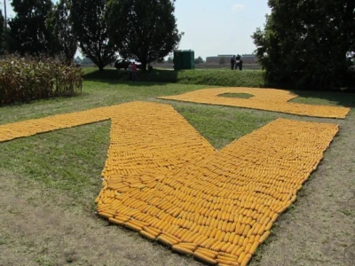 Dan polja kukuruza Instituta "Zemun polje"