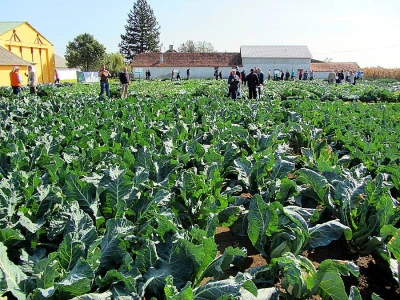 Umestog svežeg, izvoziti zamrznuto i prerađeno povrće