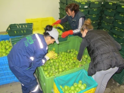 U "Delta Agraru" počela berba KIKU 8