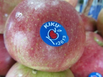 U "Delta Agraru" počela berba KIKU 8