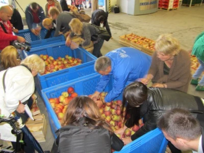 U "Delta Agraru" počela berba KIKU 8