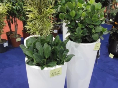 Sajam hortikulture 2015