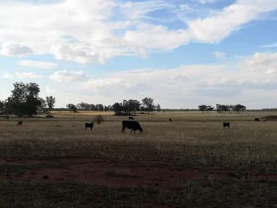 Stočarska oblast u Australiji