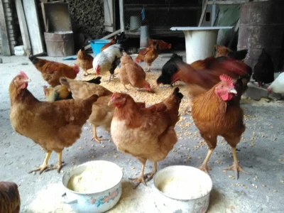 Za dobar kvalitet potrebno je dosta rada i ulaganja