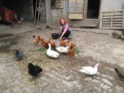 Kokoške i organski uzgoj