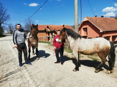 Radni konji kao atrakcija
