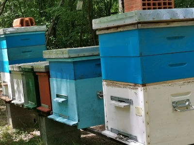 Bagremova paša je bila slaba, u proseku 8kg po košnici