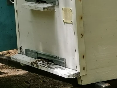 Bagremova paša je bila slaba, u proseku 8kg po košnici