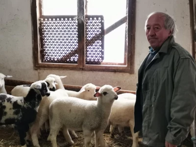 Dimitrijevići sa plemenitih prešli na domaću rasu