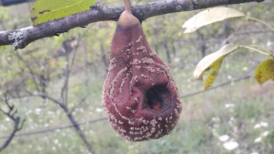 Mumificirani plod kru&scaron;ke