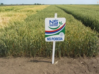 NS Seme - NS Pobeda