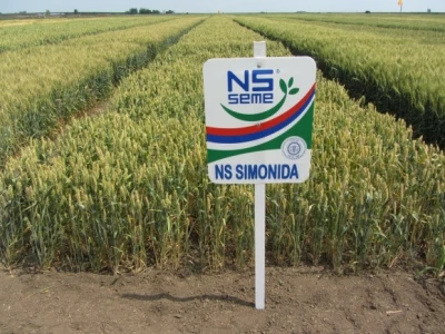 NS Seme - NS Simonida