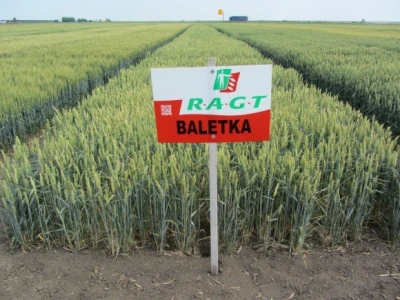 RAGT Baletka