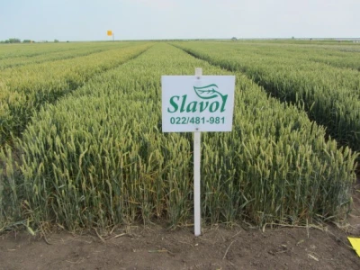 Slavol