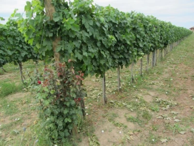 Pepelnica pravi probleme u vinogradima