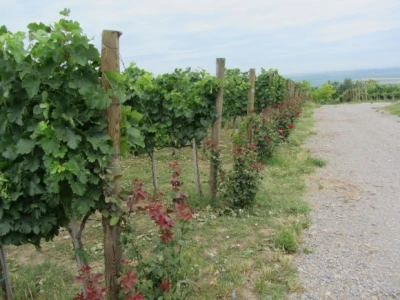 Pepelnica pravi probleme u vinogradima
